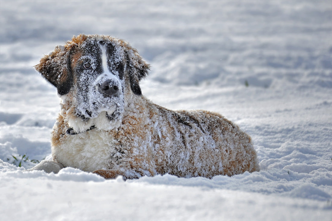 Winter Care For Pets